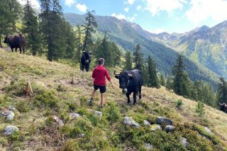Le parrainage de vaches de la race d'Hérens fait un carton en Valais